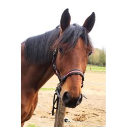 Trakehner , Ruin, 11 jaar