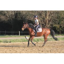 Trakehner , Ruin, 11 jaar