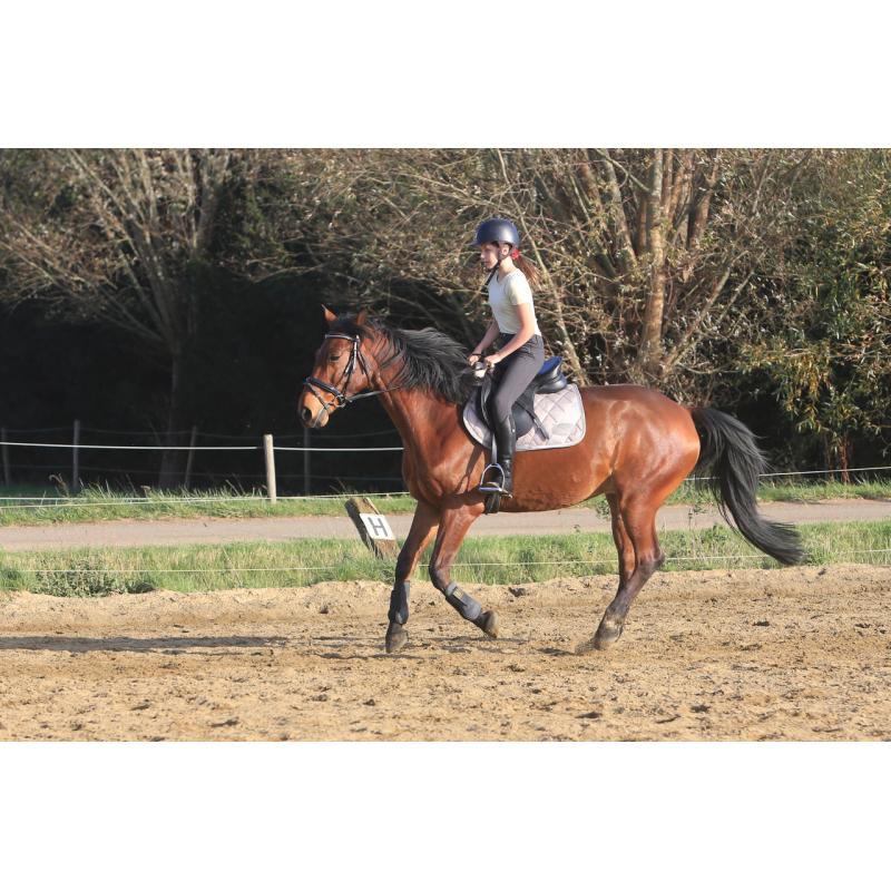 Trakehner , Ruin, 11 jaar