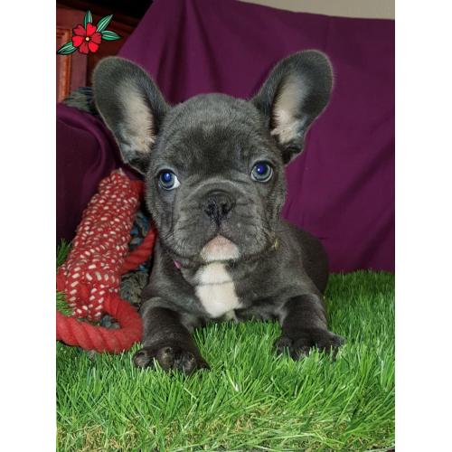 Kc Reg Prachtige Franse Bulldog-baby's