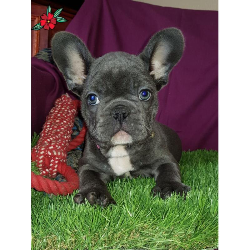 Kc Reg Prachtige Franse Bulldog-baby's