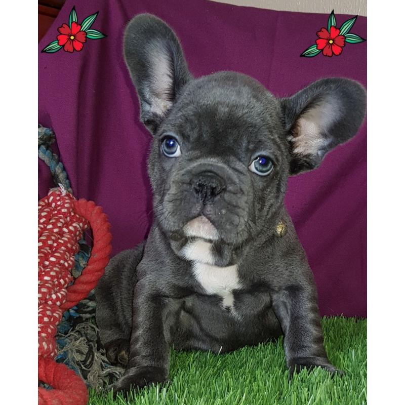 Kc Reg Prachtige Franse Bulldog-baby's