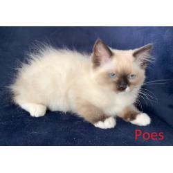 Prachtige Ragdoll kittens