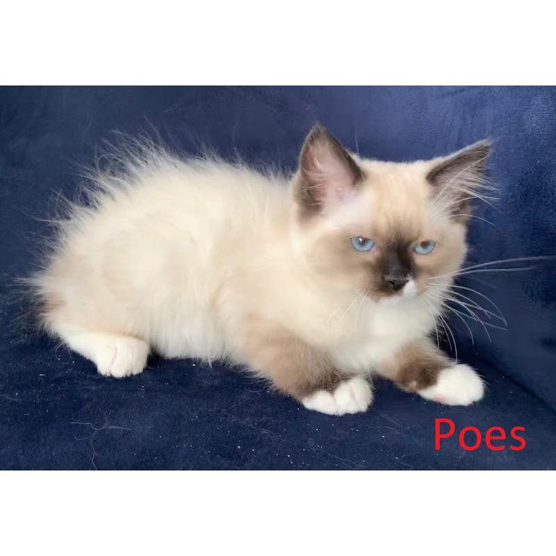Prachtige Ragdoll kittens