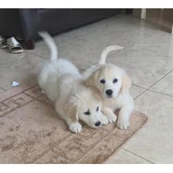 Golden Retriever-puppy's