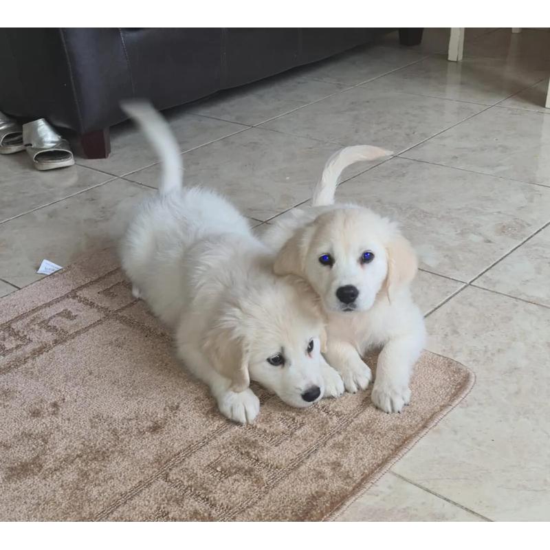 Golden Retriever-puppy's