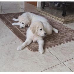 Golden Retriever-puppy's