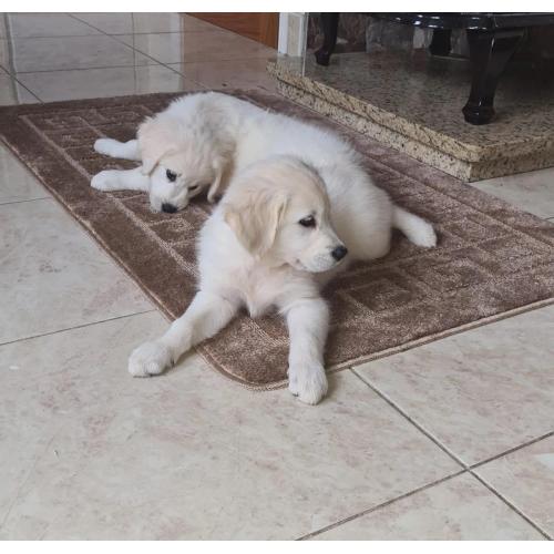 Golden Retriever-puppy's