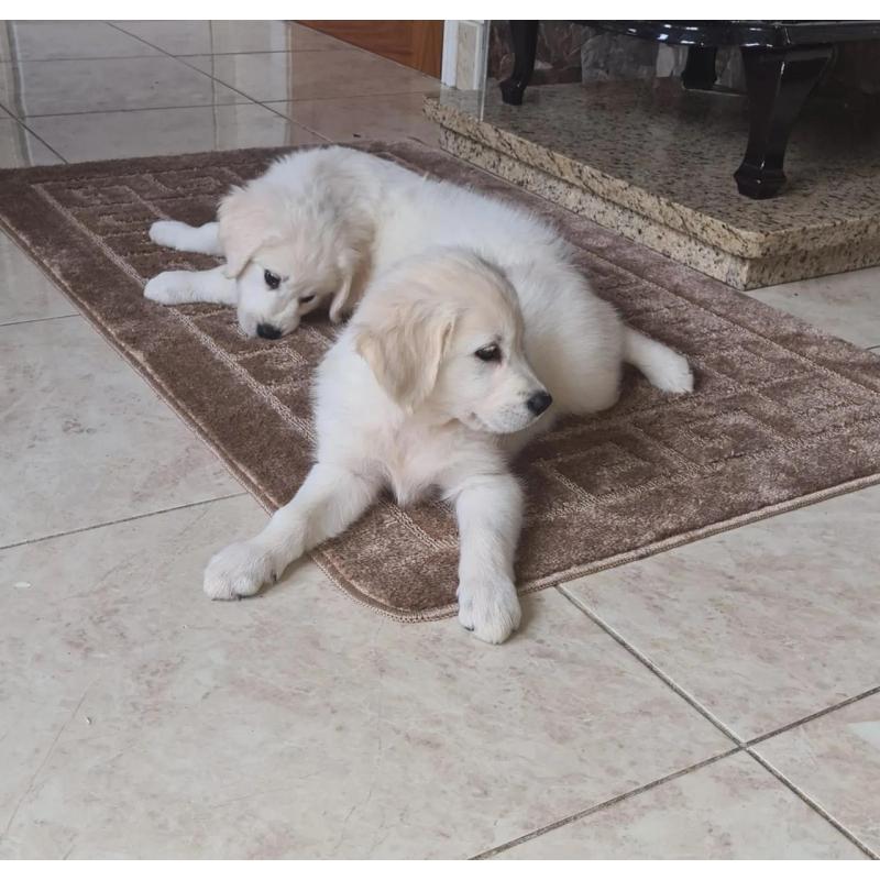 Golden Retriever-puppy's
