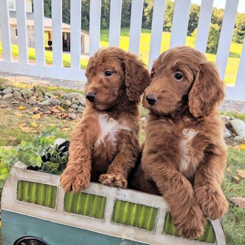 Goldendoodle-puppy's