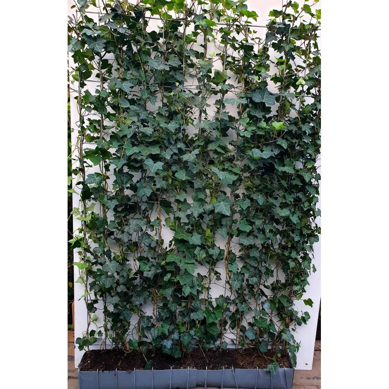 Hedera hibernica / Klimop in rek