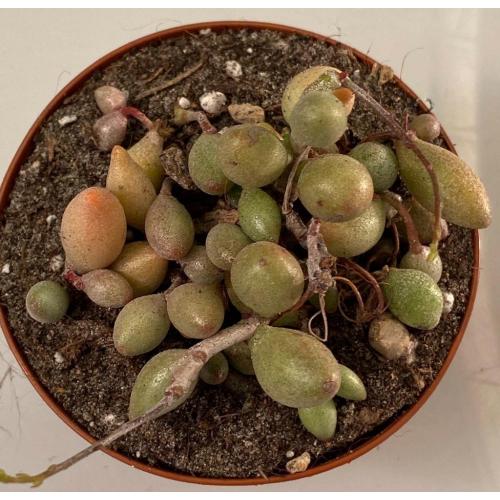 Adromischus Filicaulis ssp Marlothii
