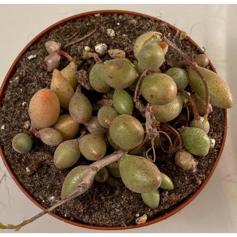 Adromischus Filicaulis ssp Marlothii
