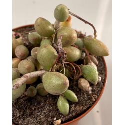 Adromischus Filicaulis ssp Marlothii