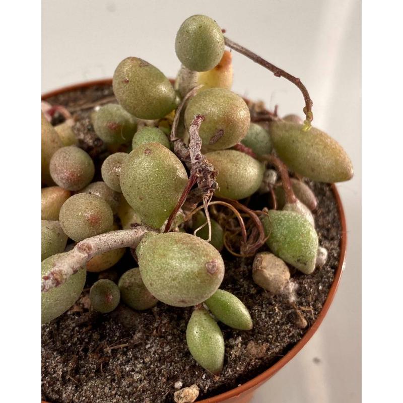 Adromischus Filicaulis ssp Marlothii