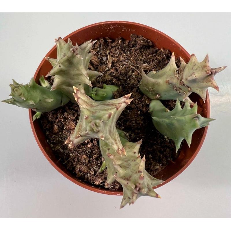 Caralluma Lutea