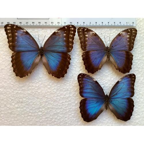 Morpho peleides, 18 € / specimen