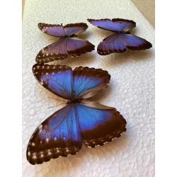 Morpho peleides, 18 € / specimen