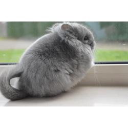 chinchilla violet rpa vrouwtje