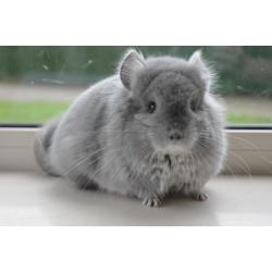 chinchilla violet rpa vrouwtje
