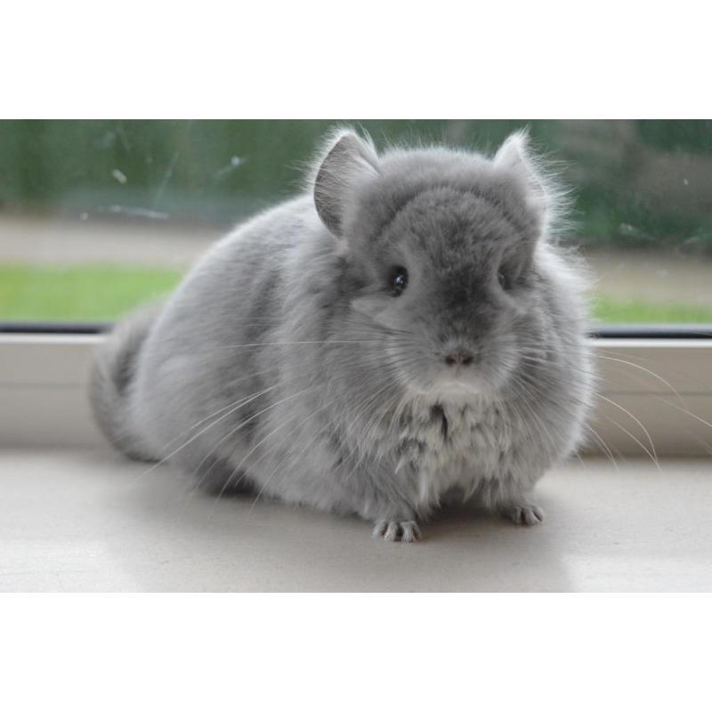 chinchilla violet rpa vrouwtje