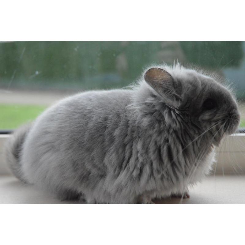 chinchilla violet rpa vrouwtje