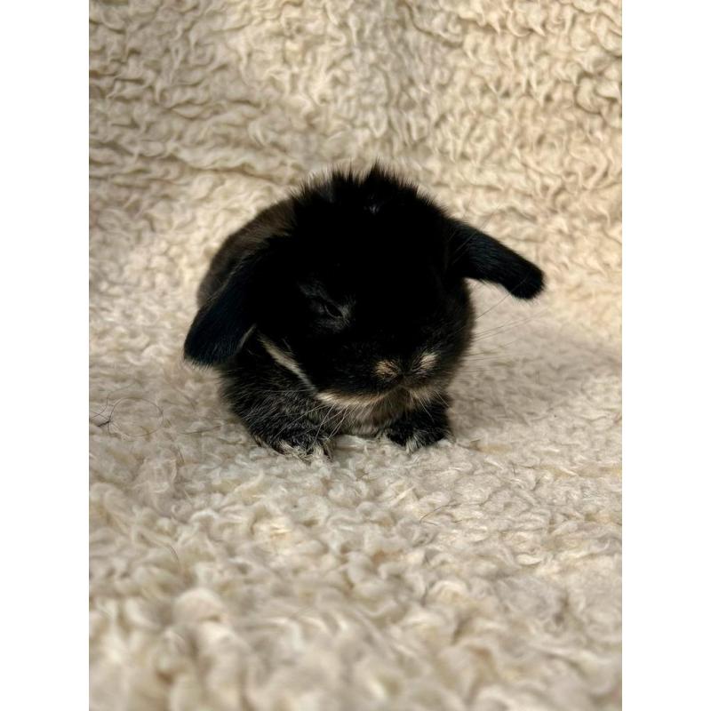 Lapins bélier nains