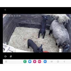 Schaap met 2 lammeren