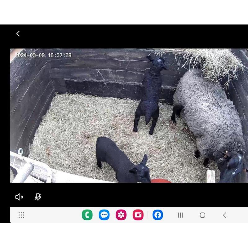 Schaap met 2 lammeren