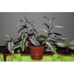Tradescantia Nanouk