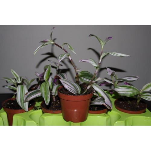 Tradescantia Nanouk