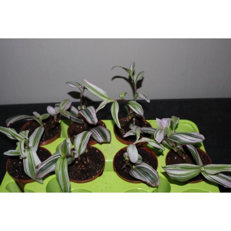 Tradescantia Nanouk