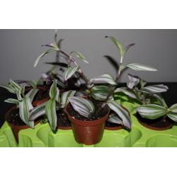 Tradescantia Nanouk