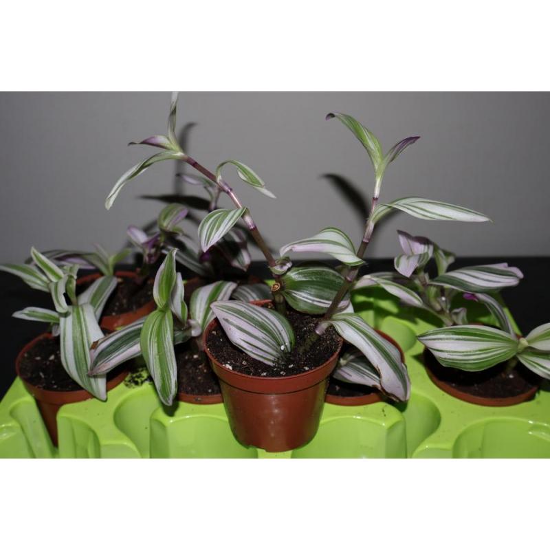Tradescantia Nanouk