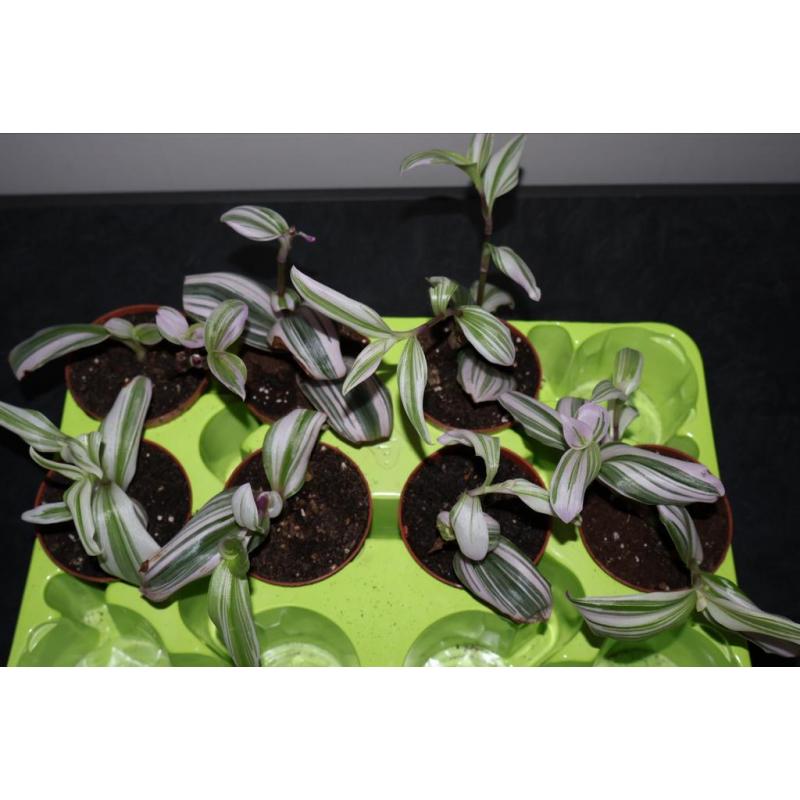 Tradescantia Nanouk
