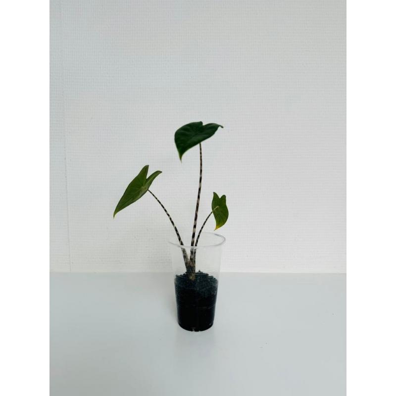 Alocasia zebrina baby