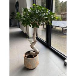 Bonsai” Ficus Ginseng”