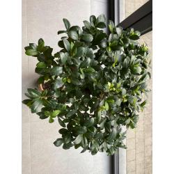 Bonsai” Ficus Ginseng”