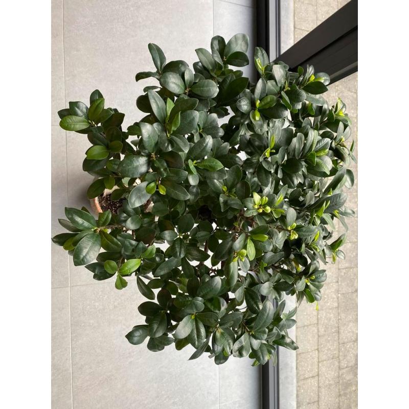 Bonsai” Ficus Ginseng”