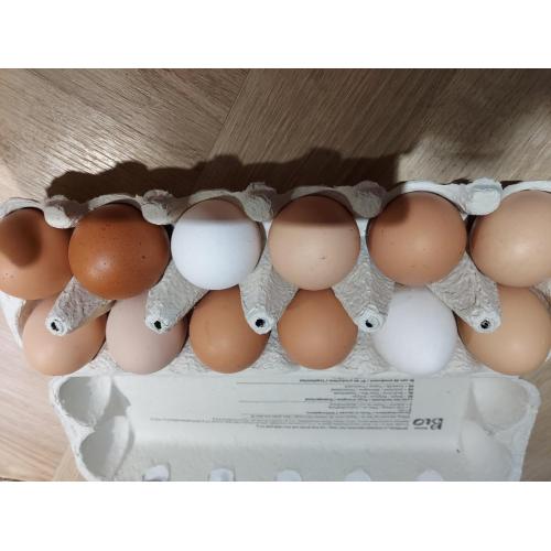 Oeufs frais bio à vendre de poules élevées au sol