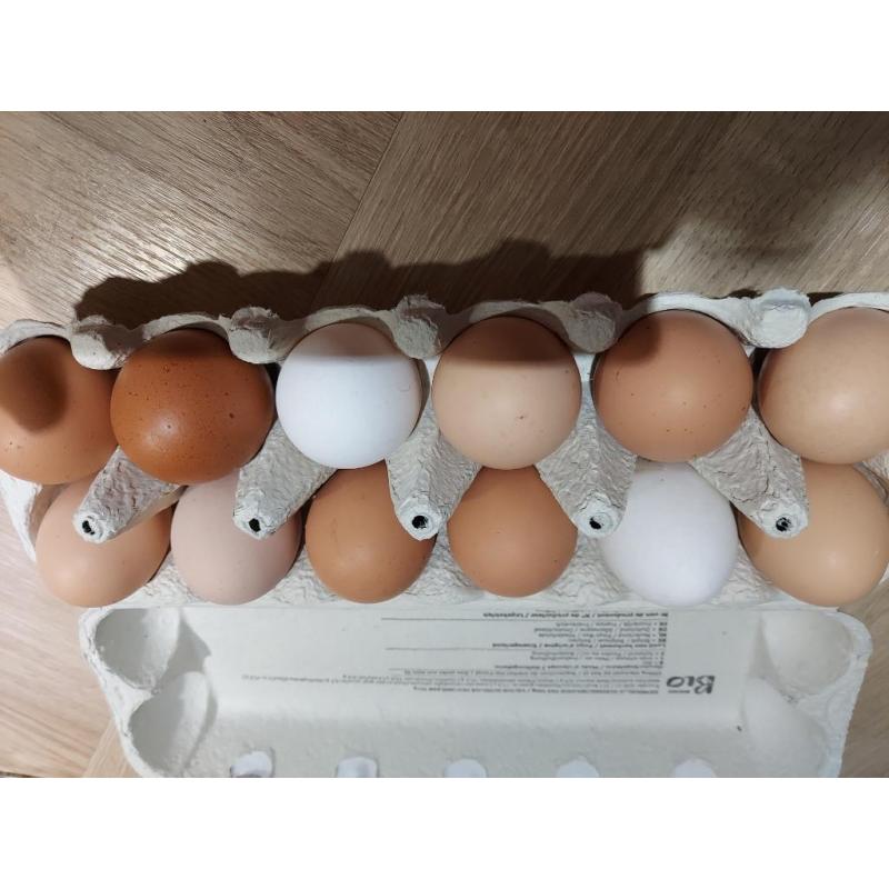 Oeufs frais bio à vendre de poules élevées au sol