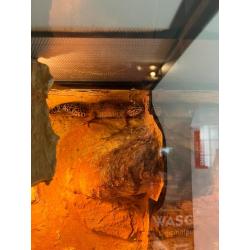 Terrarium met toebehoren en drie luipaardgekko s