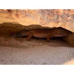 Terrarium met toebehoren en drie luipaardgekko s