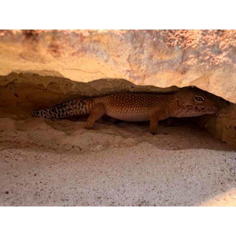 Terrarium met toebehoren en drie luipaardgekko s