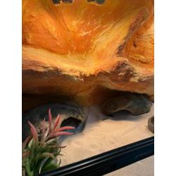 Terrarium met toebehoren en drie luipaardgekko s