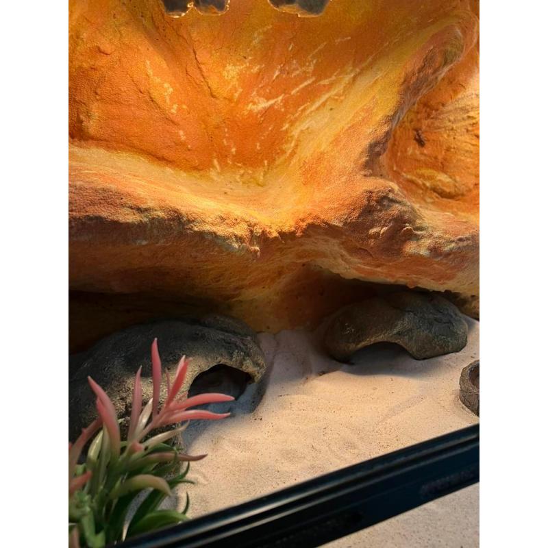 Terrarium met toebehoren en drie luipaardgekko s