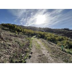 Finca in Andalucia met zeezicht en avocadoplantage
