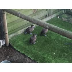 3-0 Argentijnse Ruddy Ducks (Stekelstaarteenden) te koop
