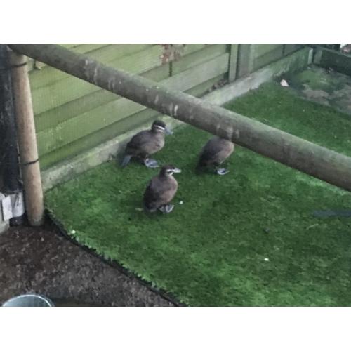 3-0 Argentijnse Ruddy Ducks (Stekelstaarteenden) te koop