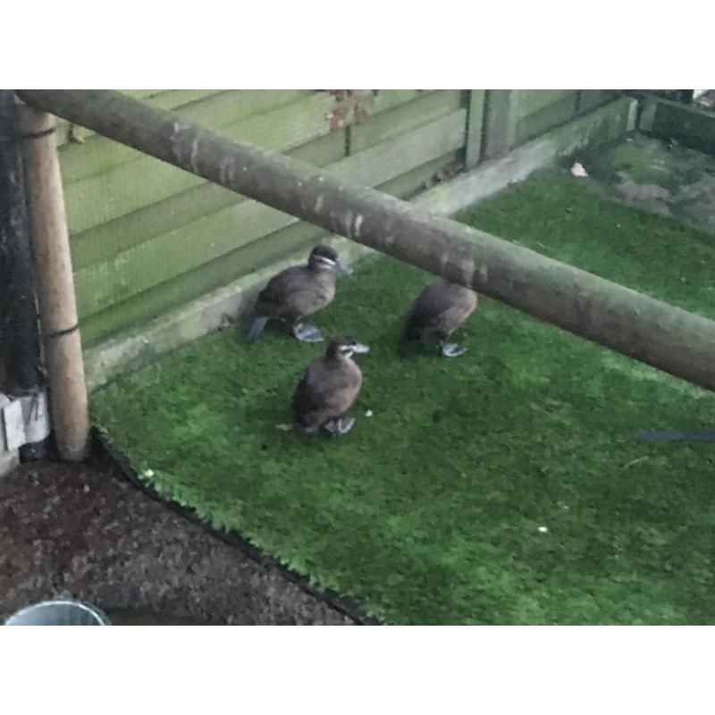 3-0 Argentijnse Ruddy Ducks (Stekelstaarteenden) te koop